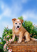 PUP 15 FA0009 01
Australian Cattle Dog Puppy Sitting On Wicker Box