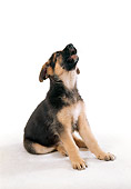 PUP 15 FA0011 01
German Shepherd Puppy Sitting And Howling