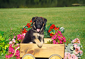 PUP 15 FA0015 01
German Shepherd Puppy Sitting In Wooden Wagon By Flowers
