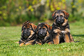 PUP 15 GL0002 01
Three German Shepherd Puppies On Grass