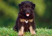 PUP 15 GR0006 01
German Shepherd Puppy Sitting On Grass Facing Camera