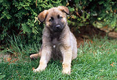 PUP 15 GR0016 01
German Shepherd Puppy Sitting On Grass By Shrubs