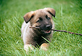 PUP 15 GR0019 01
German Shepherd Puppy Laying On Grass With Stick In Mouth
