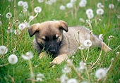 PUP 15 GR0021 01
German Shepherd Puppy Sleeping On Grass By Dandelions