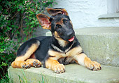 PUP 15 GR0025 01
German Shepherd Puppy Laying On Cement Step