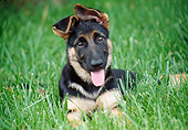 PUP 15 GR0026 01
German Shepherd Puppy Laying On Lawn