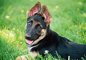 PUP 15 GR0028 01
Close-Up Of German Shepherd Puppy Laying On Lawn