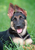 PUP 15 GR0029 01
Portrait Of German Shepherd Puppy Laying On Lawn