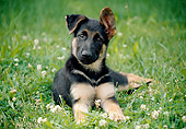 PUP 15 GR0030 01
German Shepherd Puppy Laying On Lawn With Dandelions