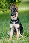 PUP 15 GR0032 01
Close-Up Of German Shepherd Puppy Sitting On Lawn