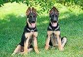 PUP 15 GR0040 01
Two German Shepherd Puppies Sitting On Lawn