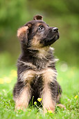 PUP 15 JE0005 01
German Shepherd Puppy Sitting On Grass