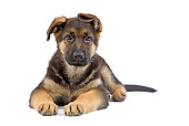 PUP 15 JE0007 01
German Shepherd Puppy Laying On White Seamless