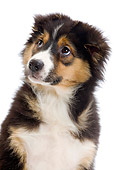 PUP 15 JE0008 01
Head Shot Of Australian Shepherd Puppy On White Seamless