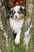 PUP 15 JE0012 01
Australian Shepherd Puppy Standing Between Tree Trunks