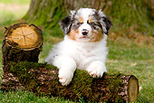 PUP 15 JE0013 01
Australian Shepherd Puppy Laying On Mossy Log