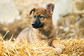 PUP 15 JE0017 01
German Shepherd Puppy Laying On Hay Bale