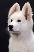 PUP 15 JE0018 01
Portrait Of Swiss Shepherd Puppy In Black Studio