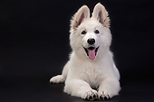 PUP 15 JE0019 01
Swiss Shepherd Puppy Laying In Black Studio