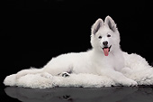 PUP 15 JE0020 01
Swiss Shepherd Puppy Laying On White Rug In Black Studio