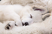 PUP 15 JE0021 01
Swiss Shepherd Puppy Sleeping On White Rug In Studio