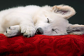 PUP 15 JE0022 01
Swiss Shepherd Puppy Sleeping On Red Cusion In Studio