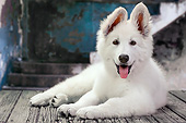 PUP 15 JE0023 01
Swiss Shepherd Puppy Resting On Wooden Deck