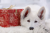 PUP 15 JE0024 01
Swiss Shepherd Puppy Laying On White Rug By Red Gift Box