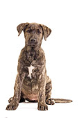 PUP 15 JE0025 01
Sao Miguel Cattle Dog Puppy Sitting On White Seamless