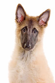 PUP 15 JE0027 01
Portrait Of Tervuren Belgian Shepherd Puppy On White Seamless
