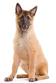 PUP 15 JE0028 01
Tervuren Belgian Shepherd Puppy Sitting On White Seamless