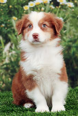 PUP 15 JE0030 01
Australian Shepherd Puppy Sitting On Grass By Mums