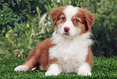 PUP 15 JE0031 01
Australian Shepherd Puppy Laying On Grass By Mums