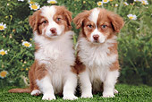 PUP 15 JE0032 01
Two Australian Shepherd Puppies Sitting On Grass By Mums