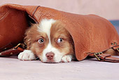 PUP 15 JE0040 01
Australian Shepherd Puppy Laying Under Bag