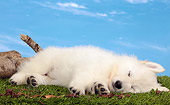 PUP 15 JE0041 01
White Swiss Shepherd Puppy Sleeping On Grass Against Blue Sky