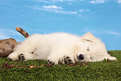 PUP 15 JE0042 01
White Swiss Shepherd Puppy Sleeping On Grass Against Blue Sky