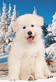 PUP 15 JE0043 01
White Swiss Shepherd Puppy Sitting In Snow By Log And Evergreen Trees