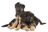 PUP 15 JE0044 01
Two German Shepherd Puppies Laying On White Seamless