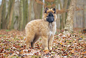PUP 15 JE0046 01
Tervuren Belgian Shepherd Puppy Standing In Woods
