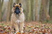 PUP 15 JE0047 01
Tervuren Belgian Shepherd Puppy Standing In Woods