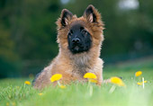 PUP 15 JS0002 01
Belgian Shepherd (Tervuren) Puppy Laying On Grass And Dandelions