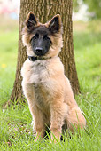 PUP 15 NR0003 01
Belgian Shepherd Puppy Sitting On Grass By Tree