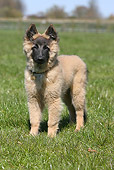 PUP 15 NR0004 01
Tervuren Belgian Shepherd Puppy Standing On Grass