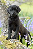 PUP 15 NR0005 01
Black Labrador Retriever Puppy Leaning On Tree Trunk By Violet Flowers