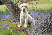 PUP 15 NR0006 01
Yellow Labrador Retriever Puppy Leaning On Tree Trunk By Violet Flowers