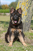 PUP 15 NR0008 01
Portrait Of German Shepherd Puppy Sitting By Tree