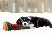 PUP 15 PE0002 01
Australian Shepherd Puppy Sleeping On Boot In Snow