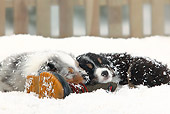 PUP 15 PE0003 01
Two Australian Shepherd Puppies Sleeping On Boot In Snow