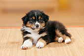 PUP 15 PE0006 01
Australian Shepherd Puppy Laying On Mat